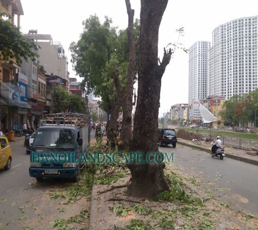 Dịch vụ chặt hạ cây xanh